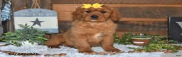 Miniature Golden Retriever dogs for sale: Fern - Ad 4