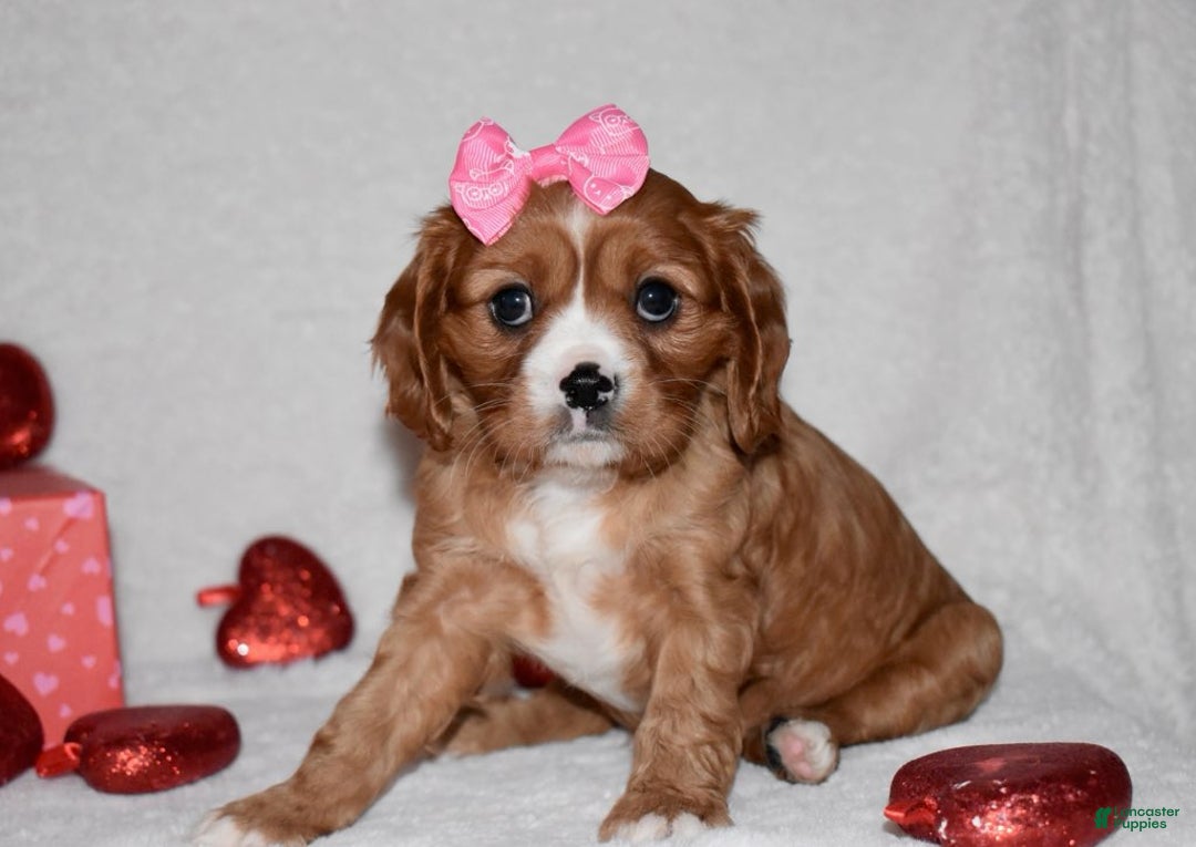 Cavalier King Charles Spaniel dogs for sale: Oona - Ad 10