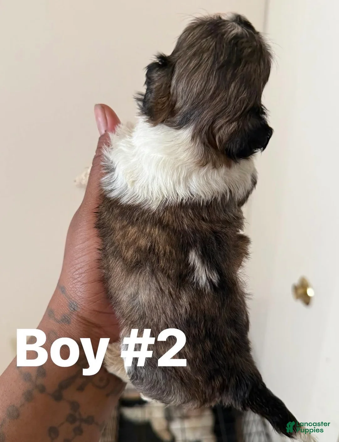 Shihpoo dogs for sale: Kewtie #2 - Ad 2