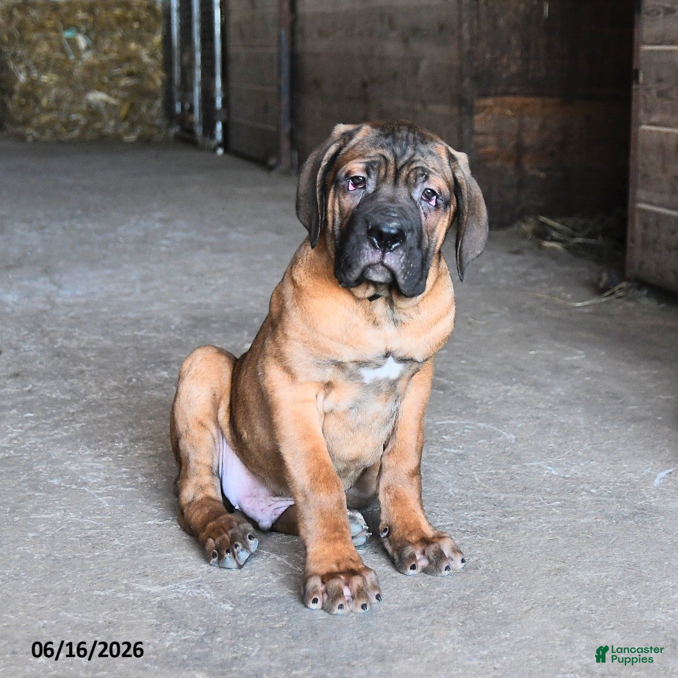 Cane Corso dogs Icon - Ad 1