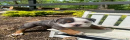 English Bulldog dogs for sale: Fiona - Ad 9
