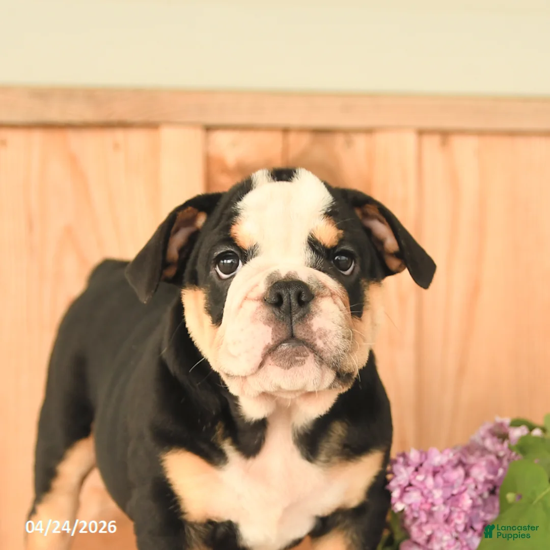 English Bulldog dogs for sale: Daisy - Ad 5