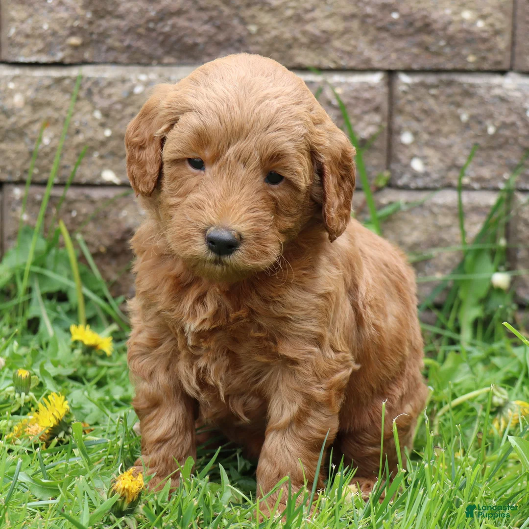 Mini Goldendoodle dogs for sale: Bruno - Ad 2