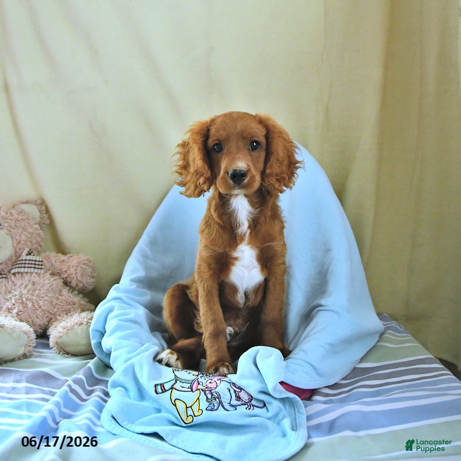 Cavapoo dogs Asher - Ad 1