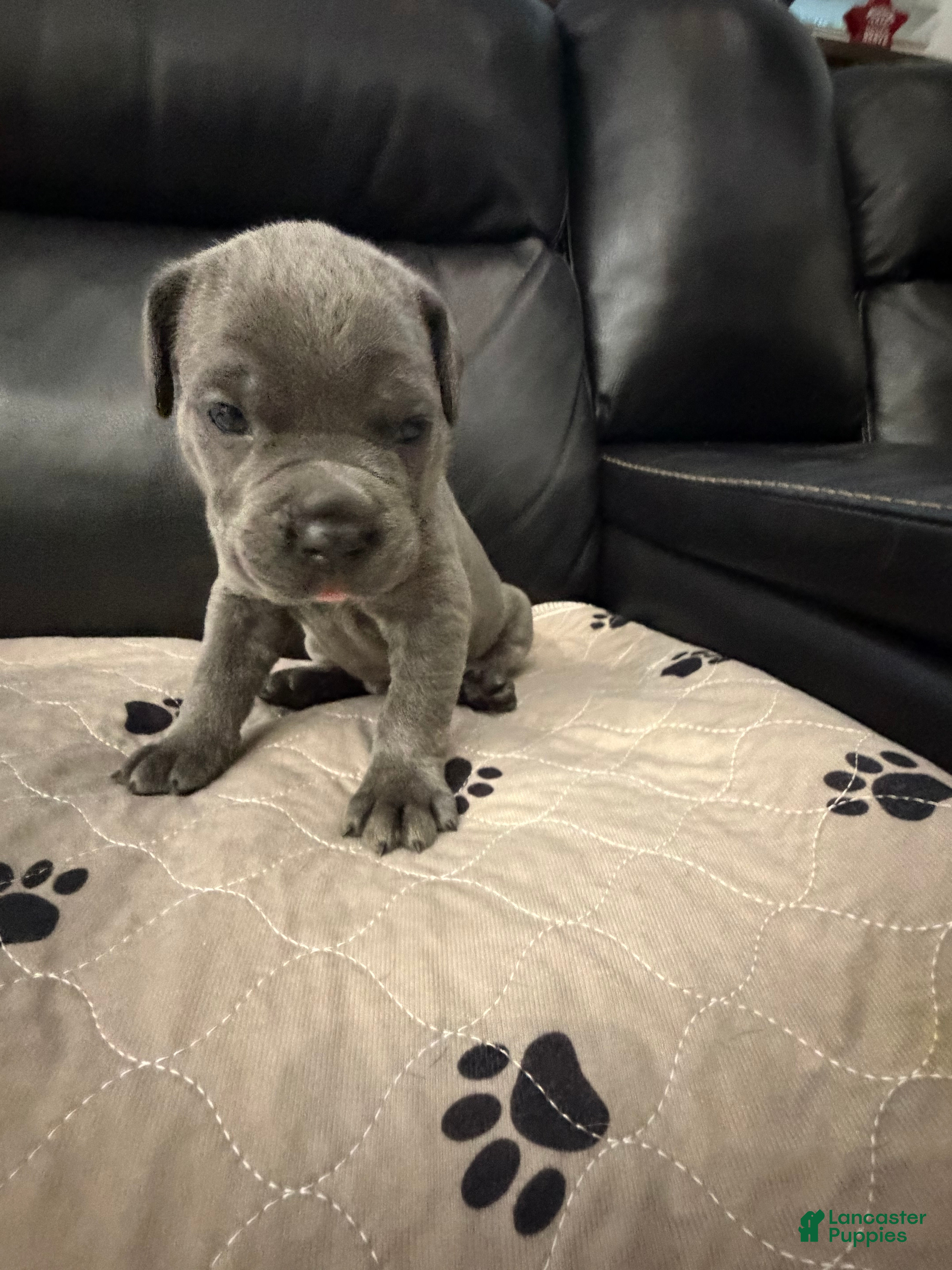 Cane Corso dogs Blue Collar  - Ad 1