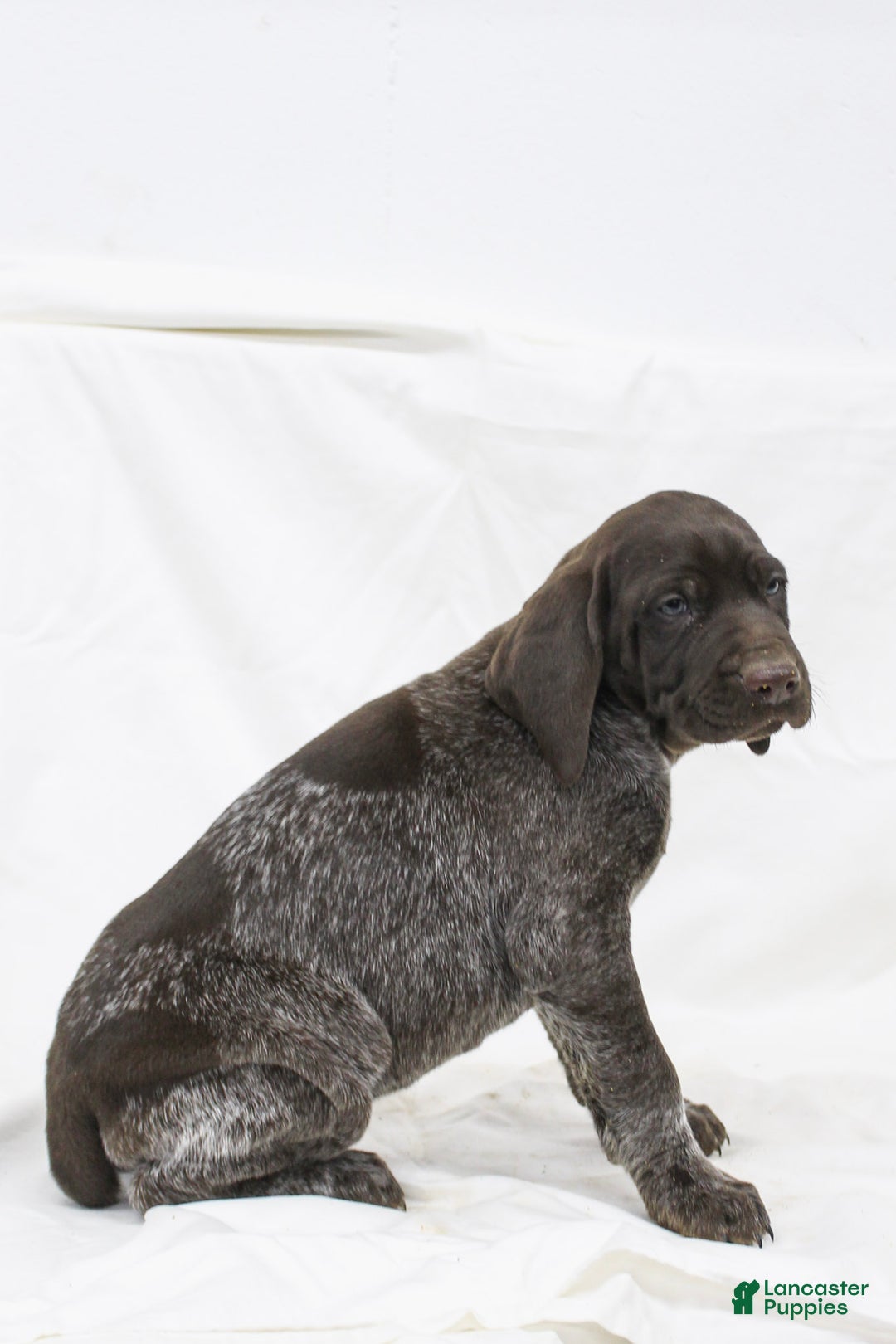 German Shorthaired Pointer dogs for sale: Rocky - Ad 2