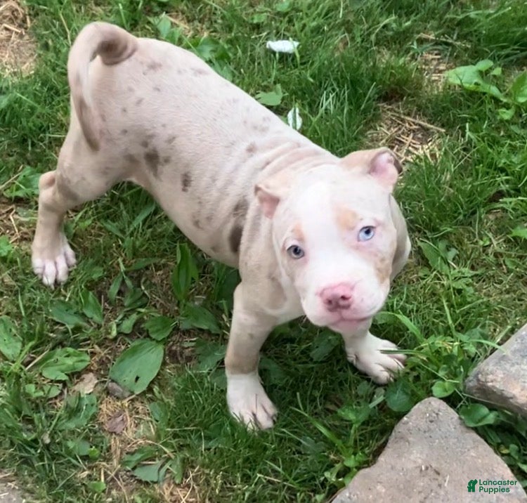 American Bully dogs American bully Puppy 3 - Ad 1