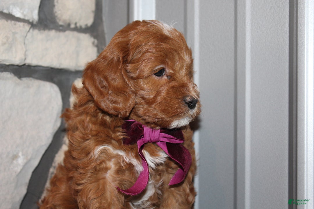 Mini Goldendoodle dogs for sale: Willow-Mini - Ad 8