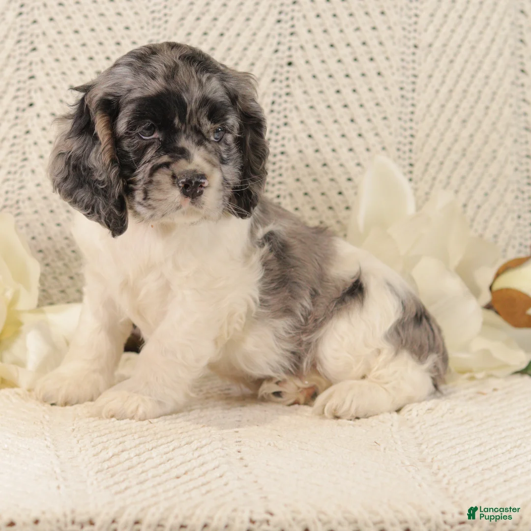 Cocker Spaniel dogs for sale: Baby Bear - Ad 5