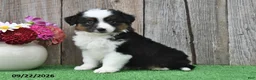 Miniature Australian Shepherd dogs for sale: Reece - Ad 1