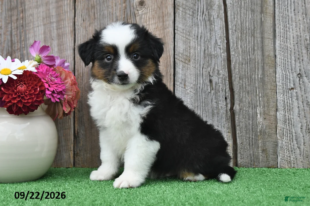 Miniature Australian Shepherd dogs for sale: Reece - Ad 1