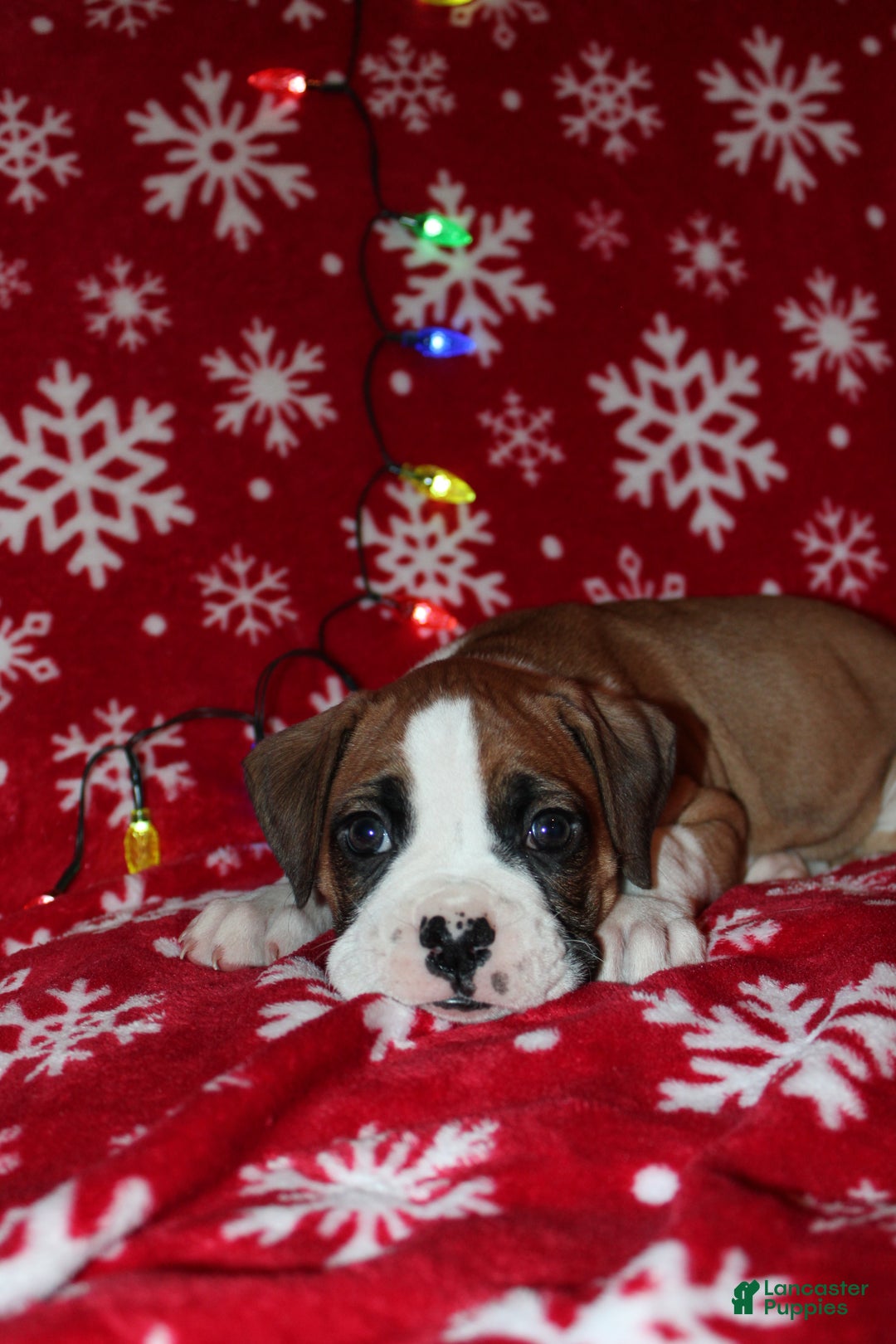 Boxer dogs for sale: Bruce - Ad 2