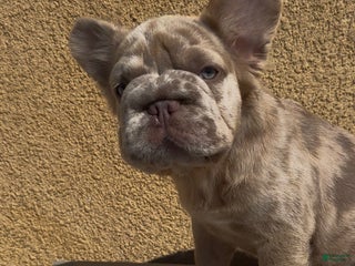 French Bulldog dogs - Ad 13
