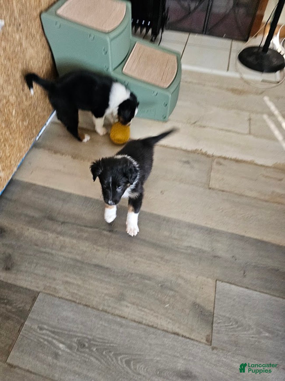 Australian Shepherd dogs for sale: Moony - Ad 5