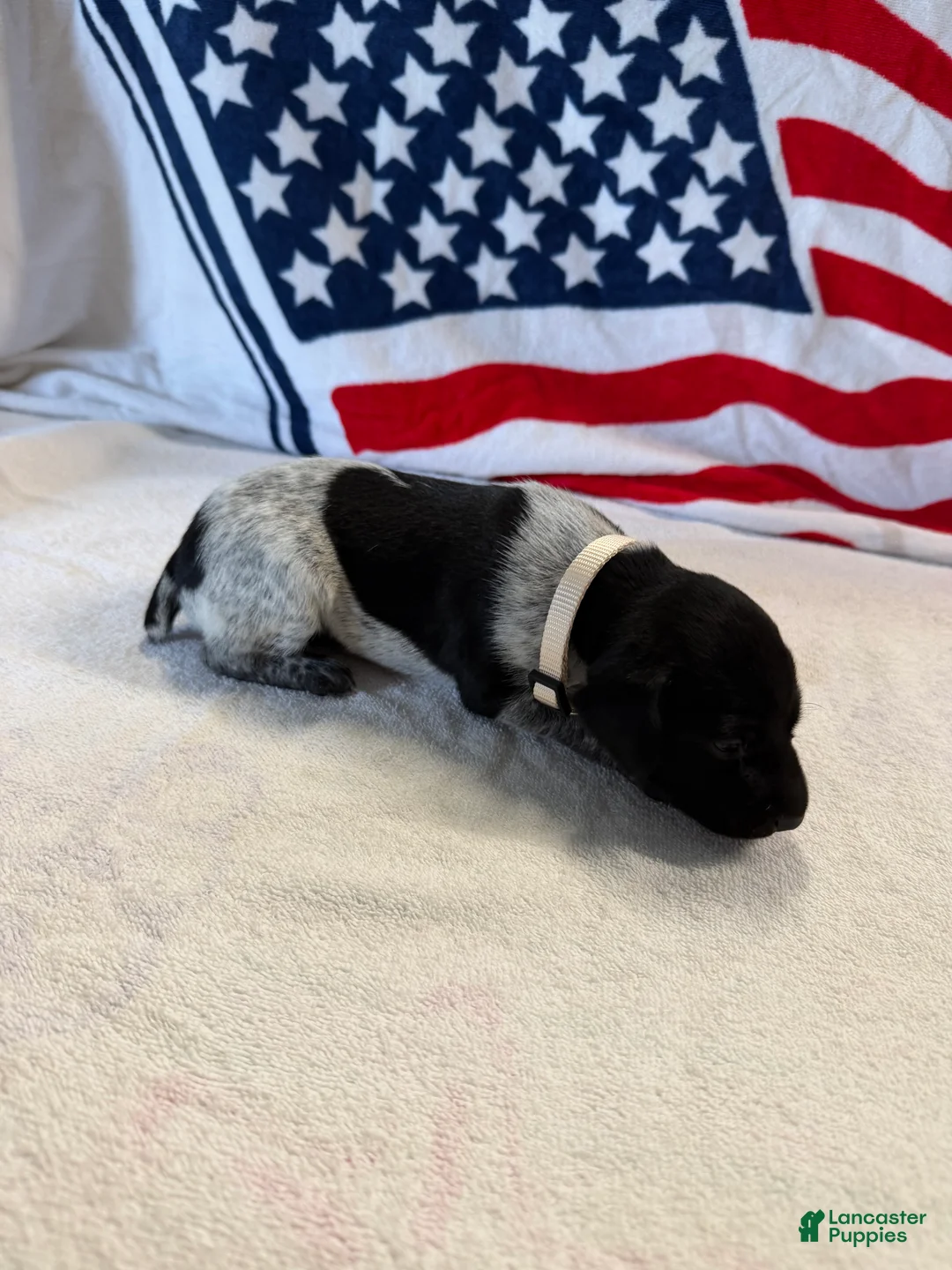German Shorthaired Pointer dogs for sale: German Shorthaired Pointer 9 - Ad 2