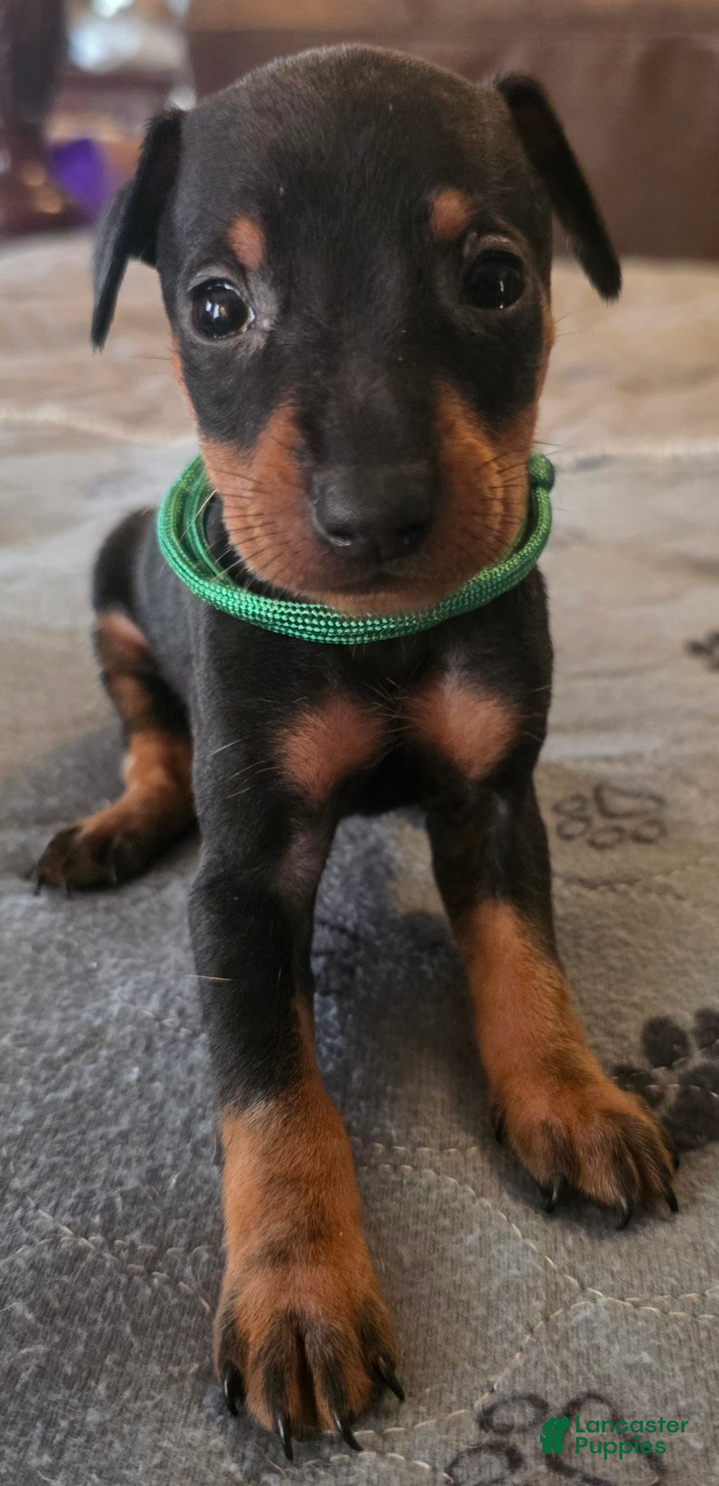 Miniature Pinscher dogs G-green - Ad 1