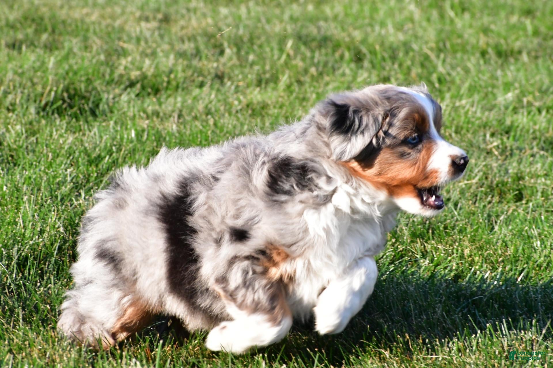 Miniature Australian Shepherd dogs for sale: Andre - Ad 2