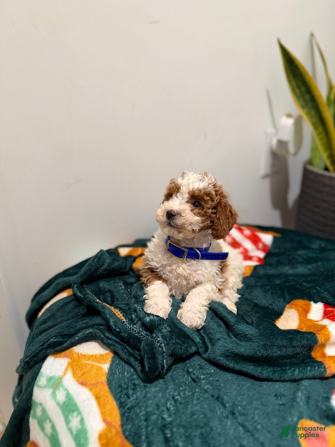 Toy Poodle dogs for sale: Blueberry  - Ad 6