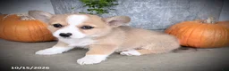 Welsh Corgi Pembroke dogs for sale: Cupcake - Ad 2