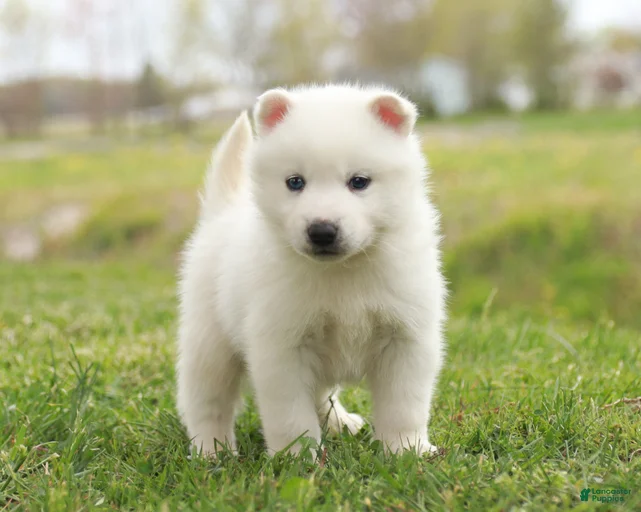 Gallery Image {{count}}