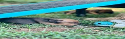 Staffordshire Bull Terrier dogs for sale: Doriane - Ad 4