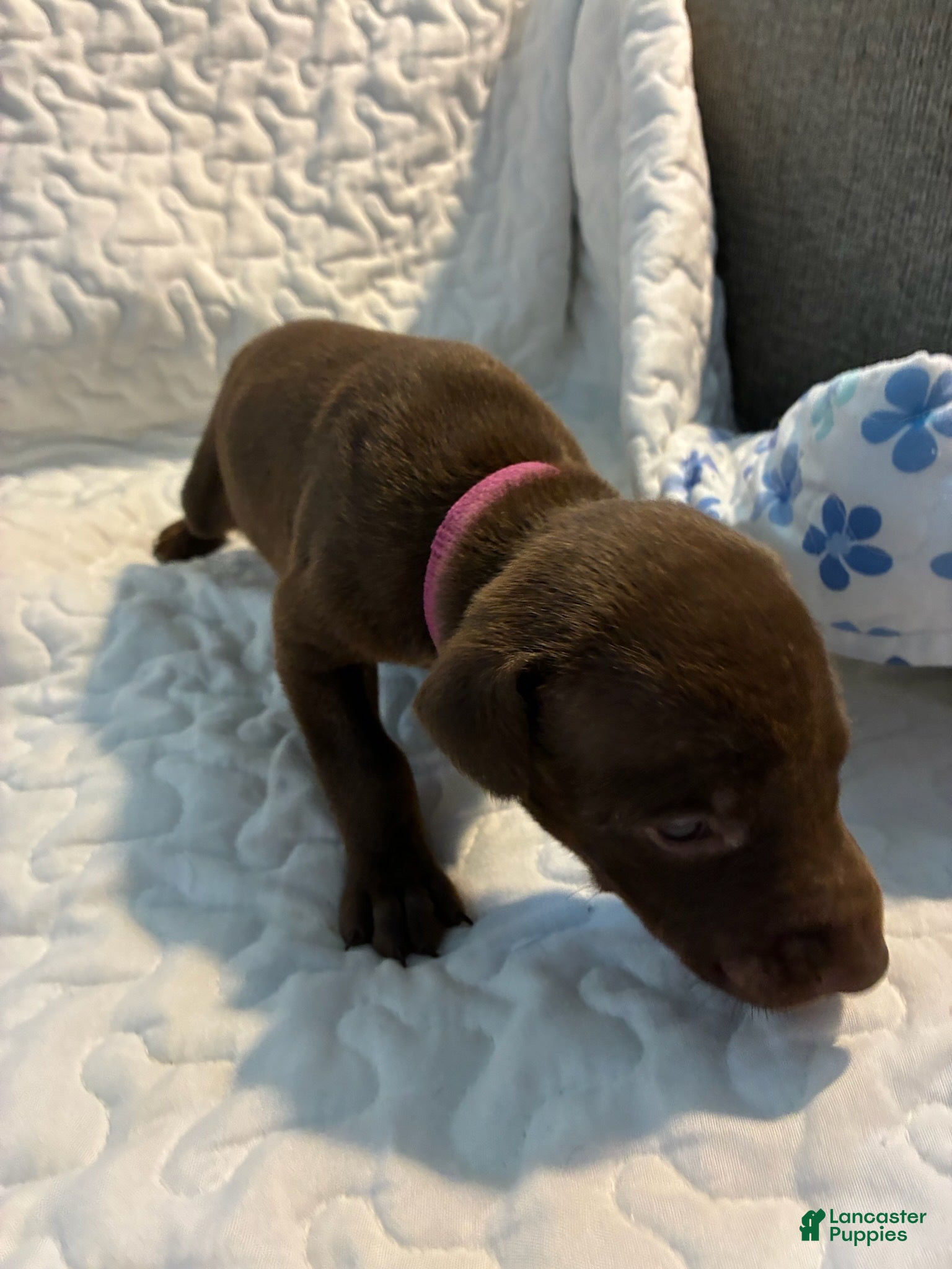 Doberman Pinscher dogs Rosie - Ad 28