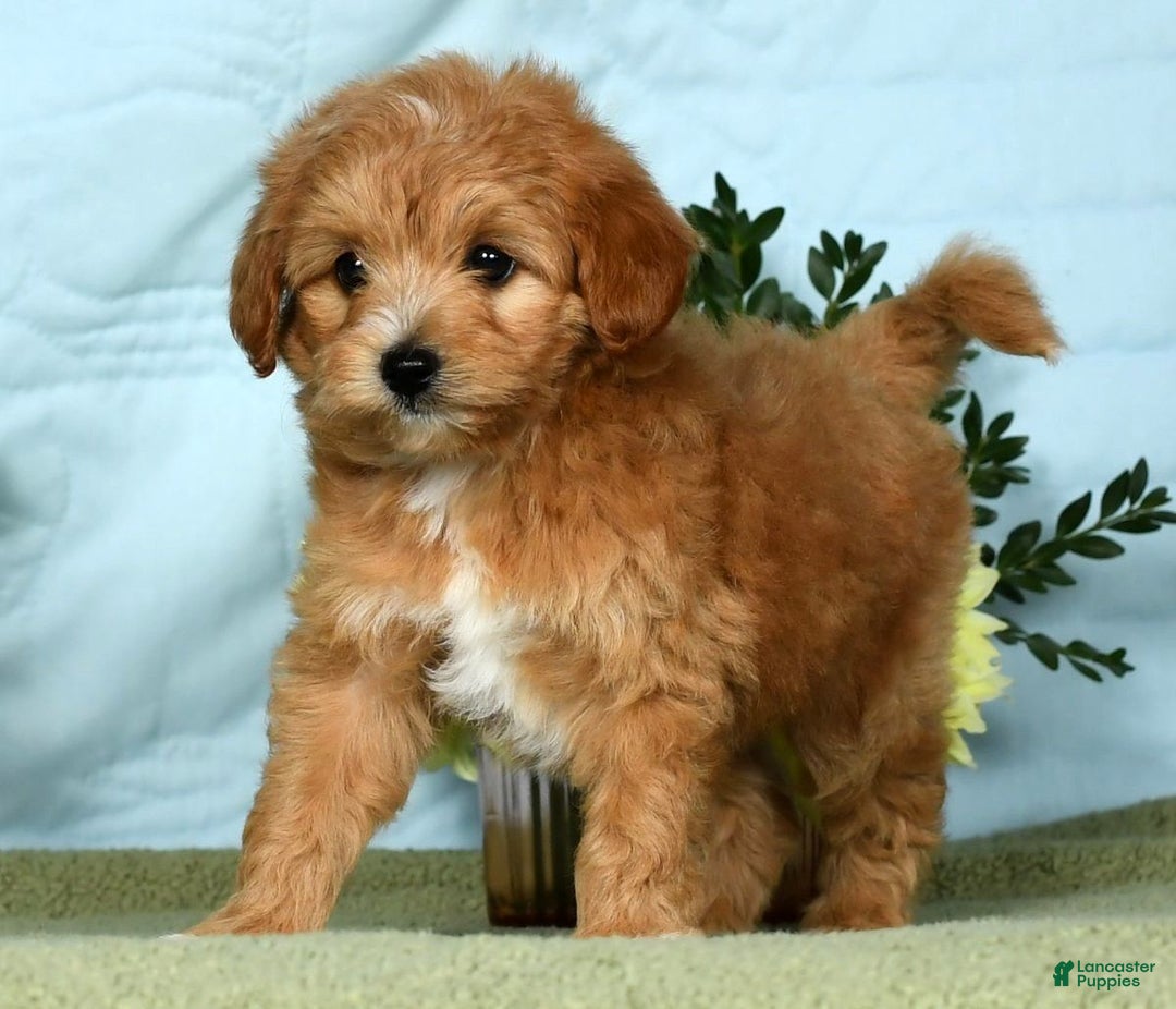 Mini Goldendoodle dogs for sale: Lindsey - Ad 9