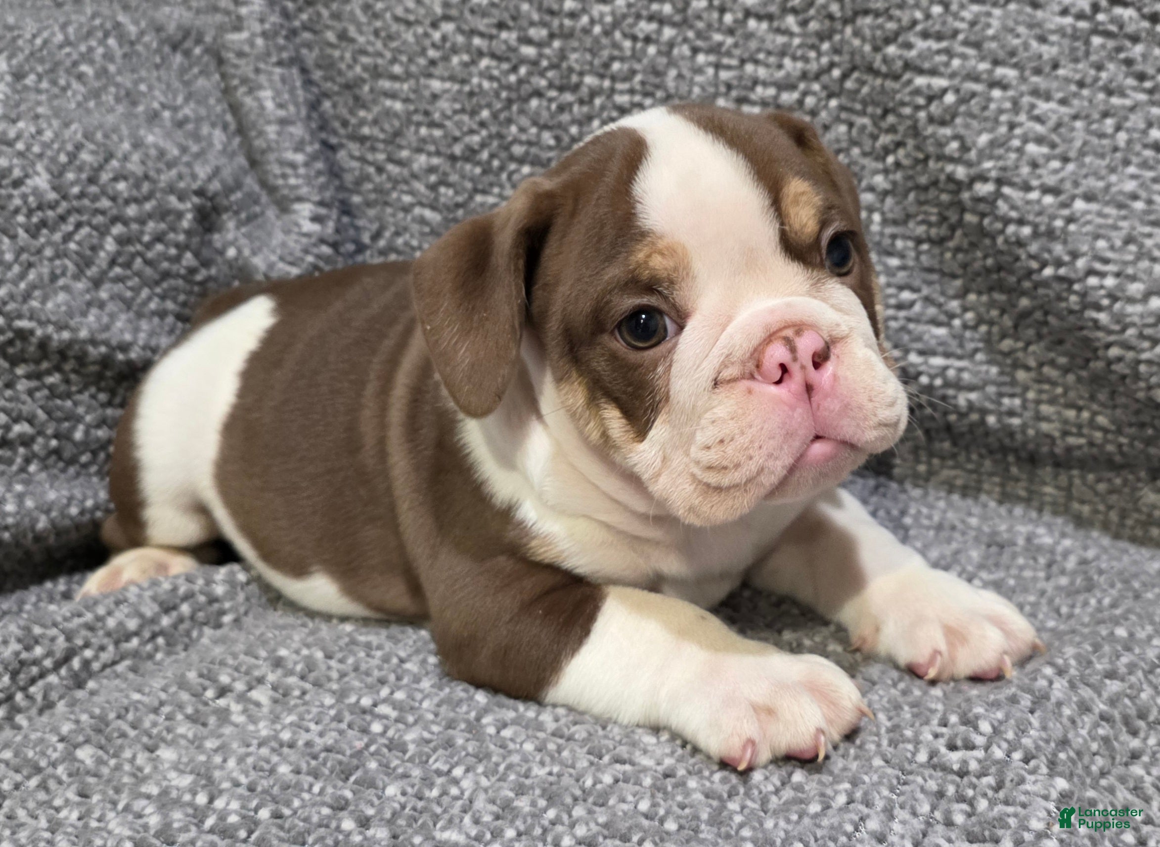 English Bulldog dogs Marcus - Ad 2