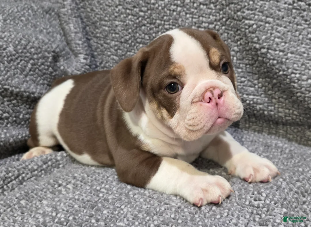 English Bulldog dogs for sale: Marcus - Ad 2