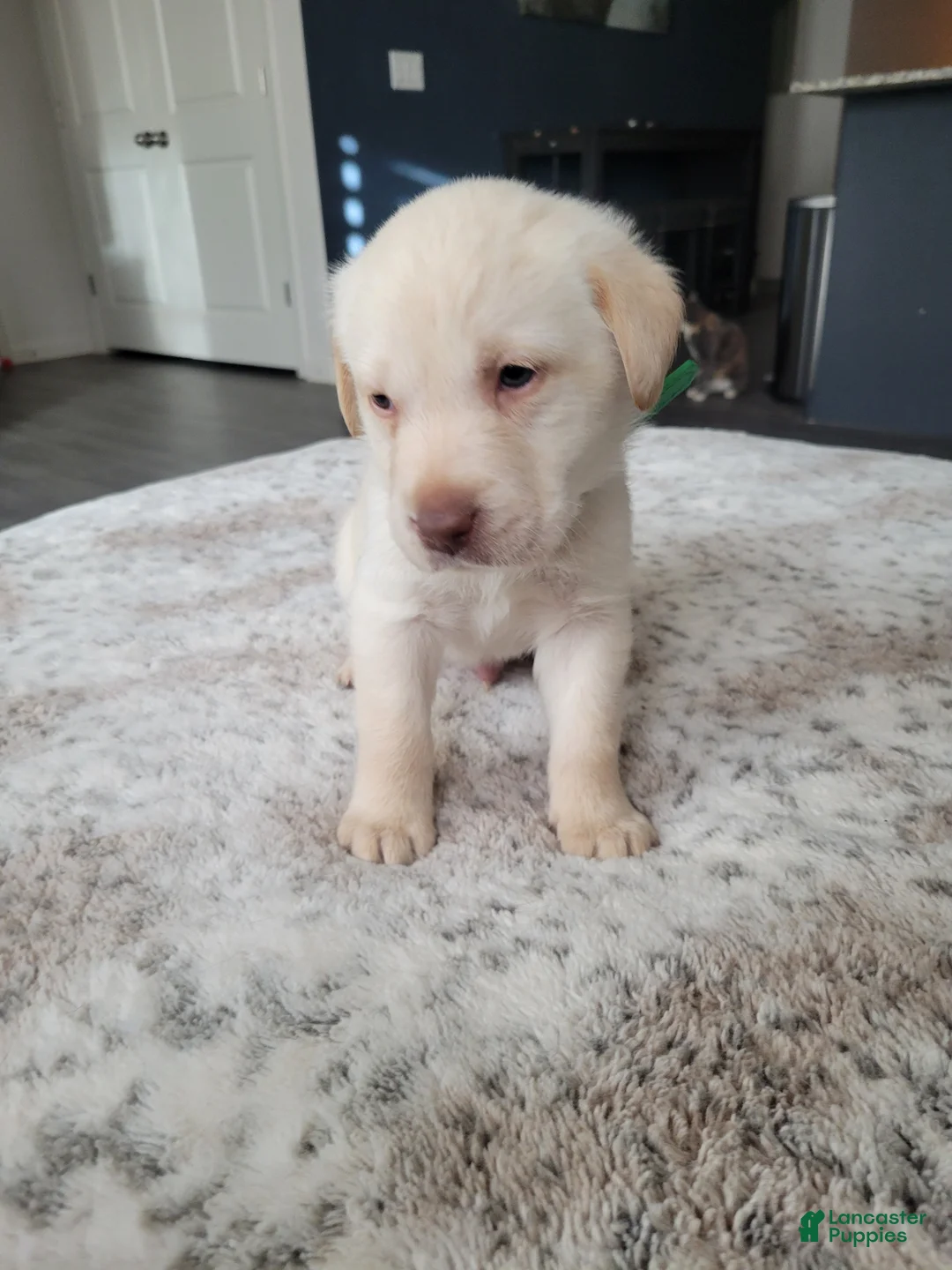 Labrador Retriever dogs for sale: Labrador Retriever Puppy 2 - Ad 2