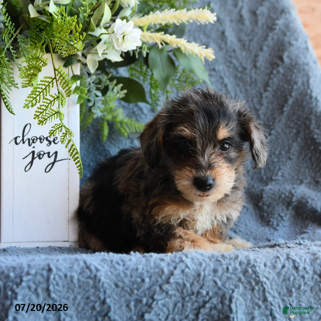 Schnoodle dogs for sale: Puddles - Ad 3