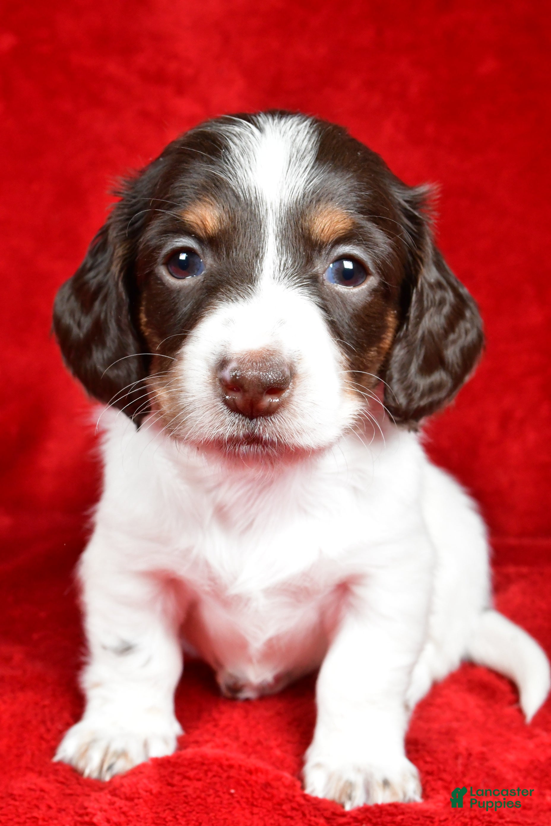 Miniature Dachshund dogs Chloe - Ad 13