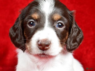 Miniature Dachshund dogs Chloe - Ad 13