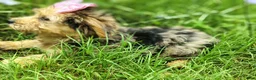 Yorkshire Terrier dogs for sale: Yorkshire Terrier blueberry - Ad 2