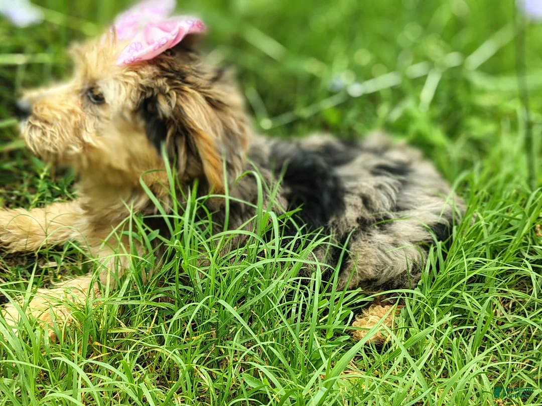 Yorkshire Terrier dogs for sale: Yorkshire Terrier blueberry - Ad 2