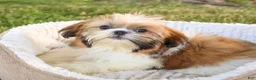 Shih Tzu dogs for sale: Flower  - Ad 3