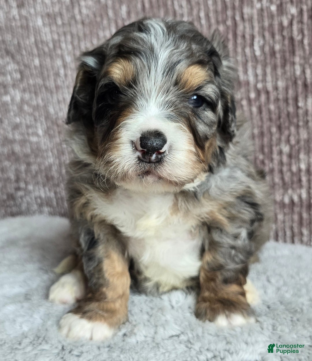 Mini Bernedoodle dogs for sale: Mini Louie - Ad 5