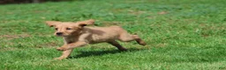 Golden Retriever dogs for sale: Trinity - Ad 3