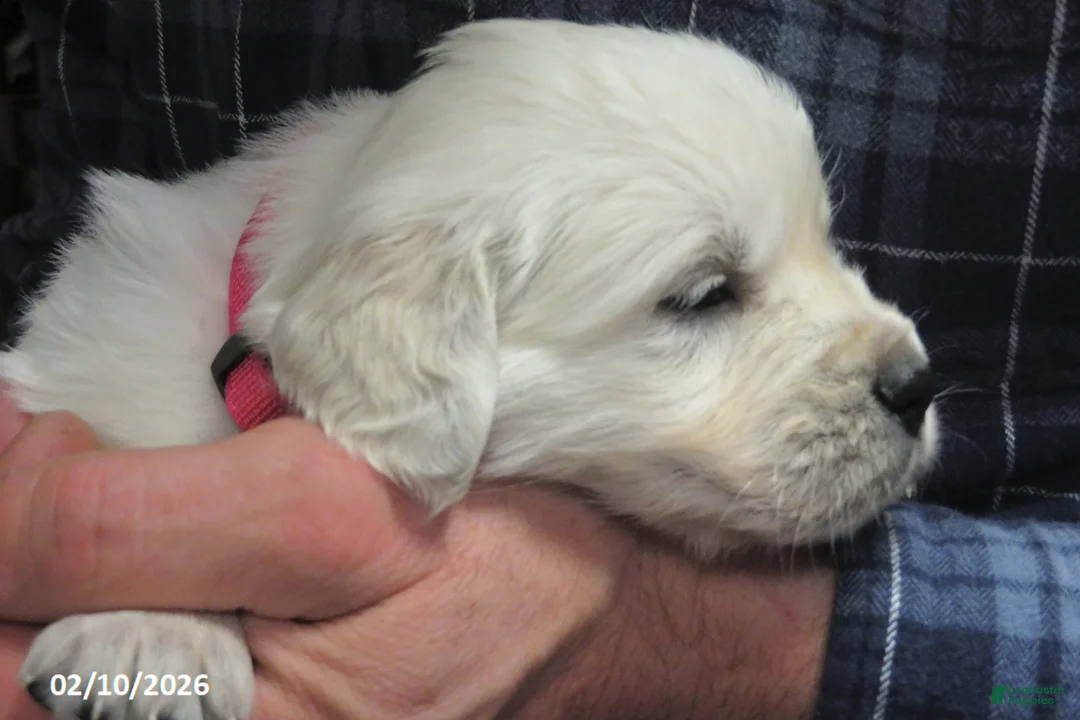 Golden Retriever dogs for sale: Missy - Ad 7