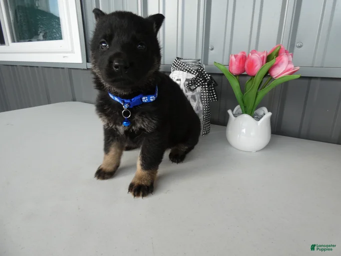 Gallery Image {{count}}