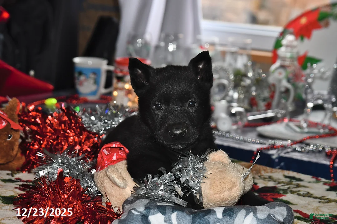 Belgian Malinois dogs for sale: Chase - Ad 10