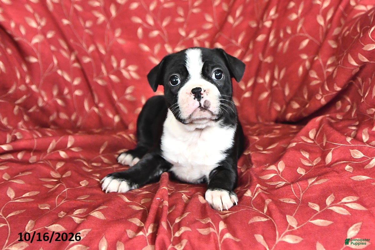 Frenchton dogs Melody - Ad 2