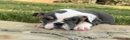 English Bulldog dogs for sale: MUFFIN TOP-English Bulldog 6 - Ad 4