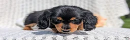 Miniature Dachshund dogs for sale: Riley - Ad 10
