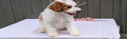 Miniature Poodle dogs for sale: Apollo - Ad 5