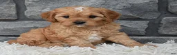 Cavapoo dogs for sale: Riley  - Ad 3