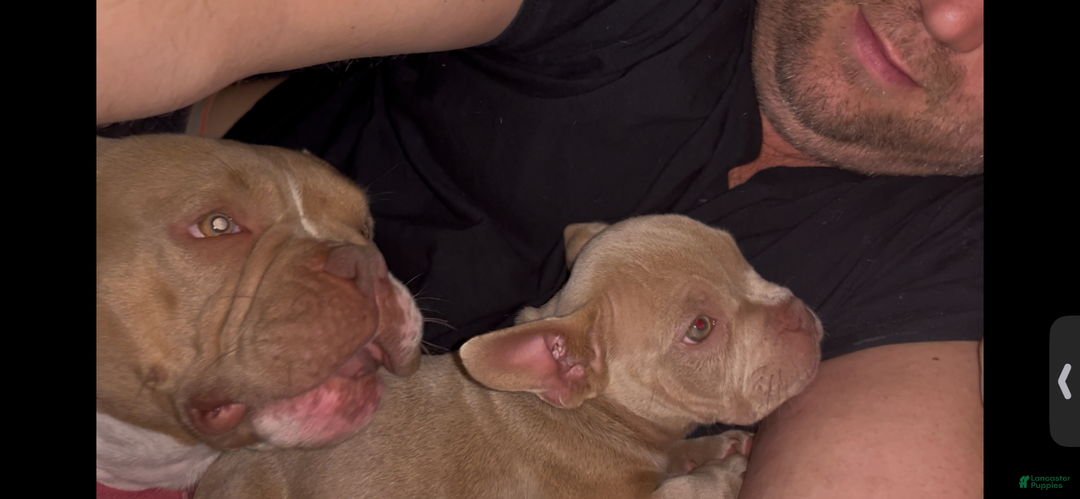 American Bully dogs for sale: Oko - Ad 1