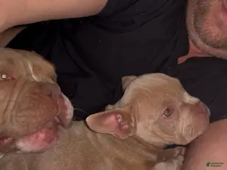 American Bully dogs Oko - Ad 25