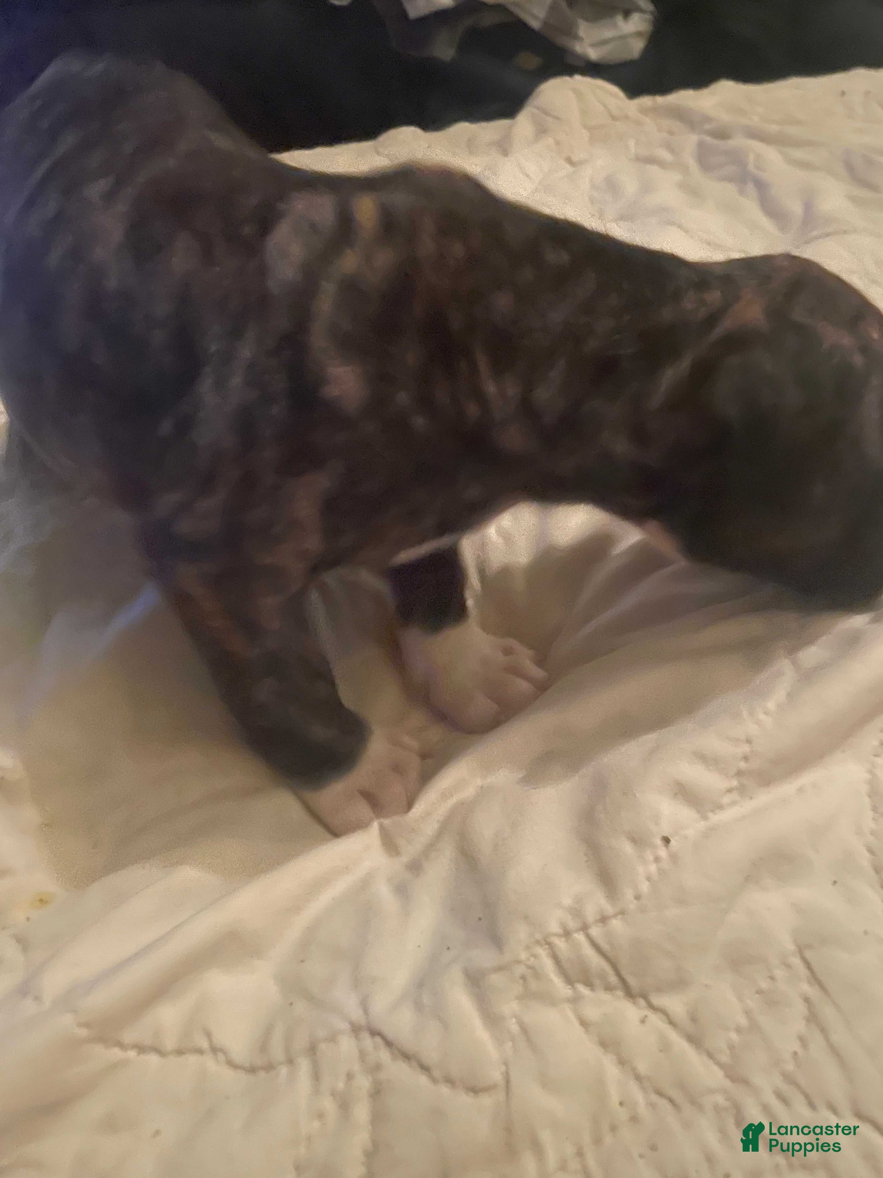 Mixed Breed dogs Mixed Breed 8 - Ad 5