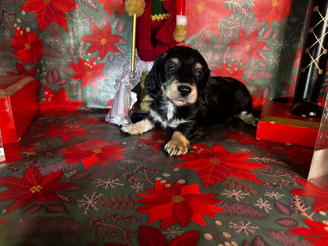 Miniature Dachshund dogs for sale: Kota - Ad 5